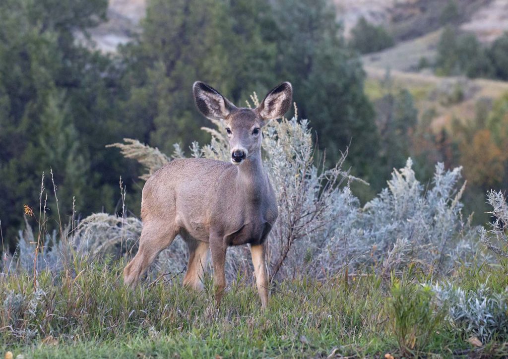 Black tailed deer at dusk