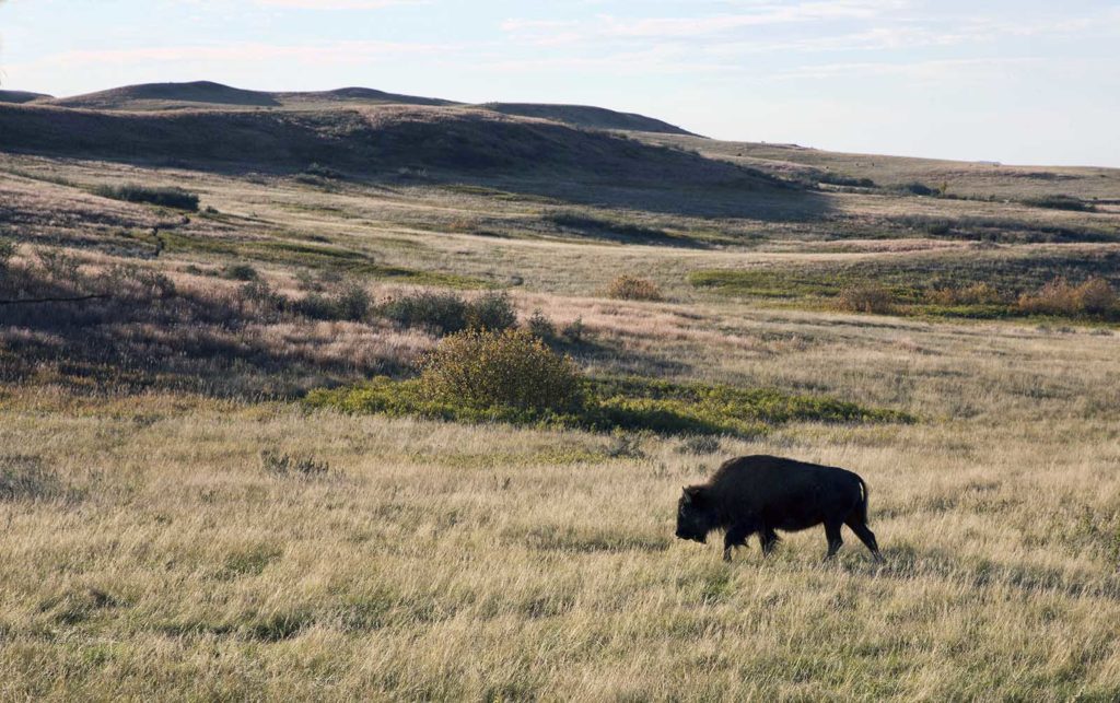 A lone buffalo on the prairie. They used the roads more often than people today!