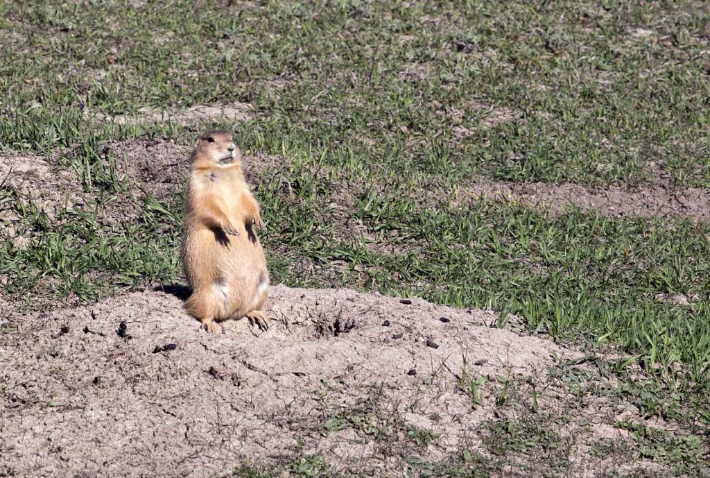 prairiedog2w