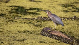 A bittern in a duckweed pond