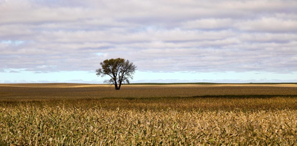 Miles and miles of corn fields: the default North Dakota scenery.