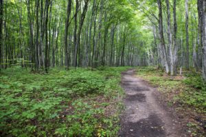 The trails were well-maintained, mostly deserted, and ridiculously green!