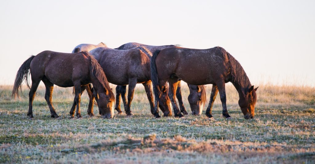 wild_horses