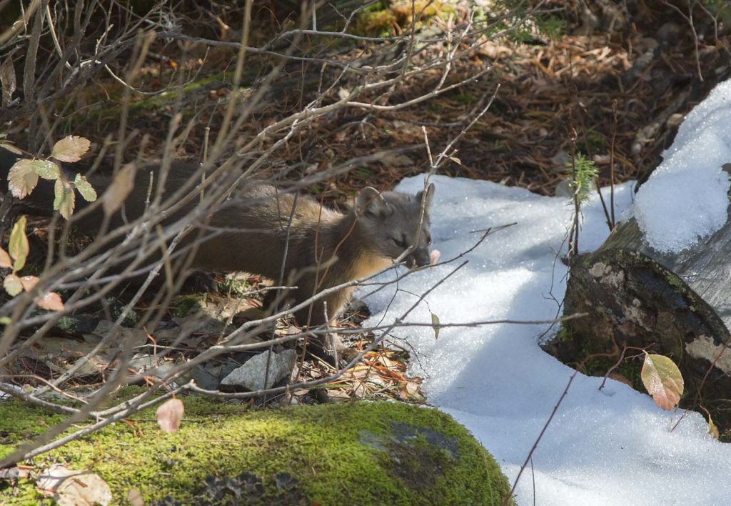 We thought this guy was a squirrel at first. He's an American marten and I wish I had a better photo. But you can still see how cute he is.