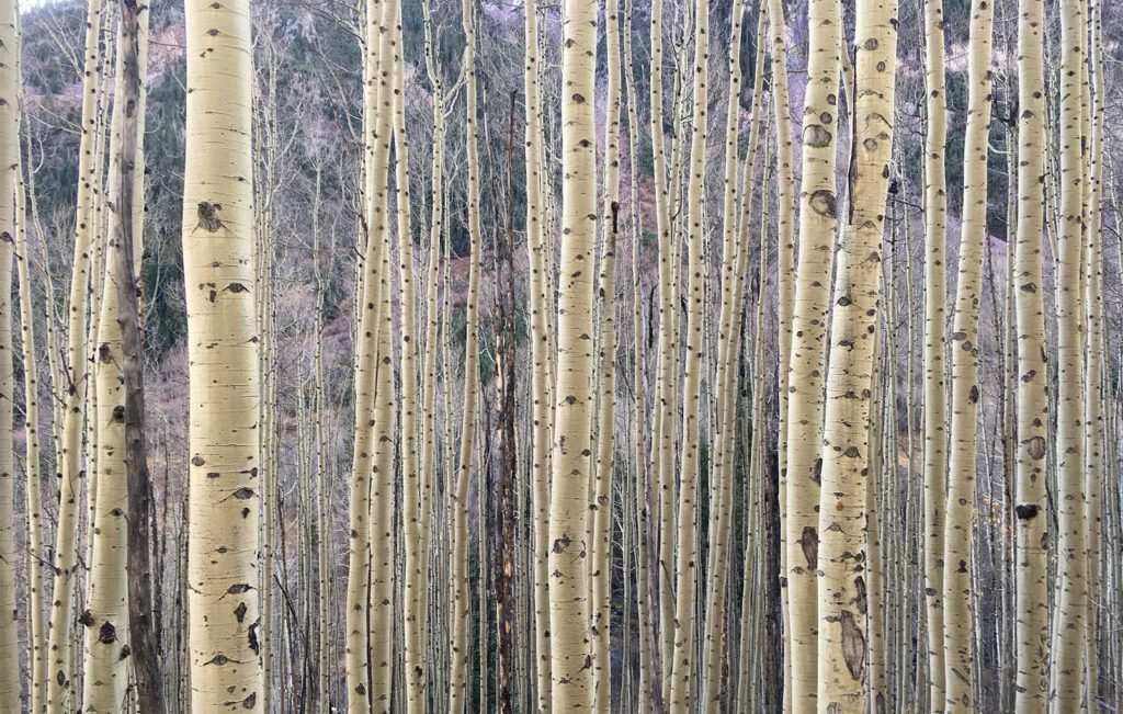 aspens1w