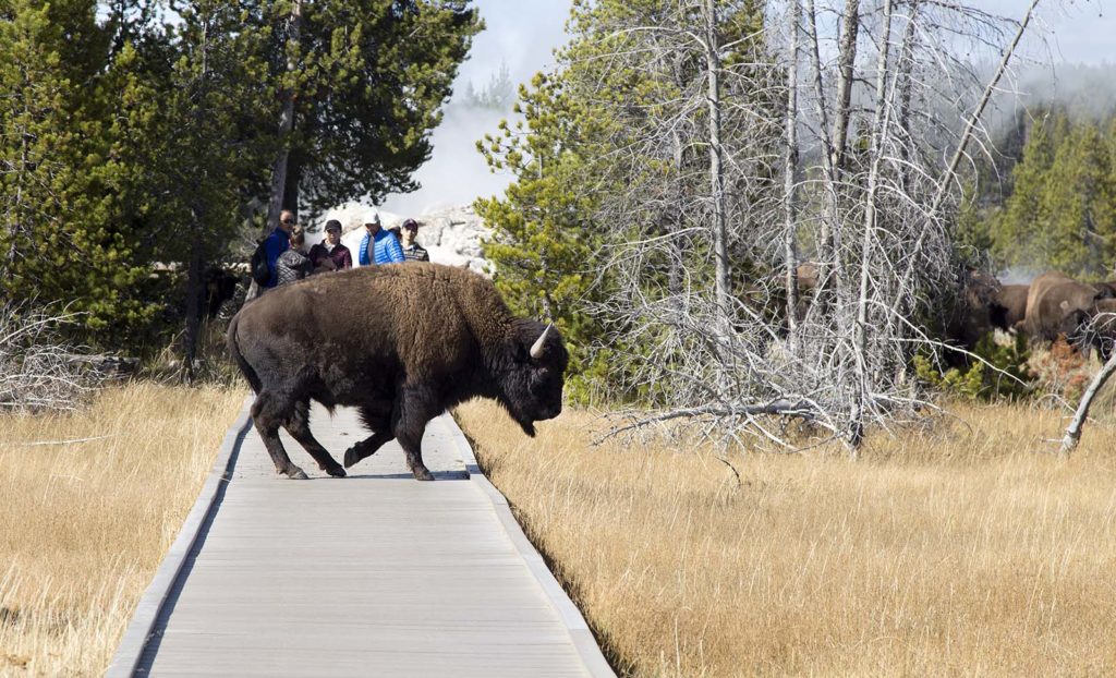 Look at the annoying/crazy people standing less than 20 feet away from this bull!