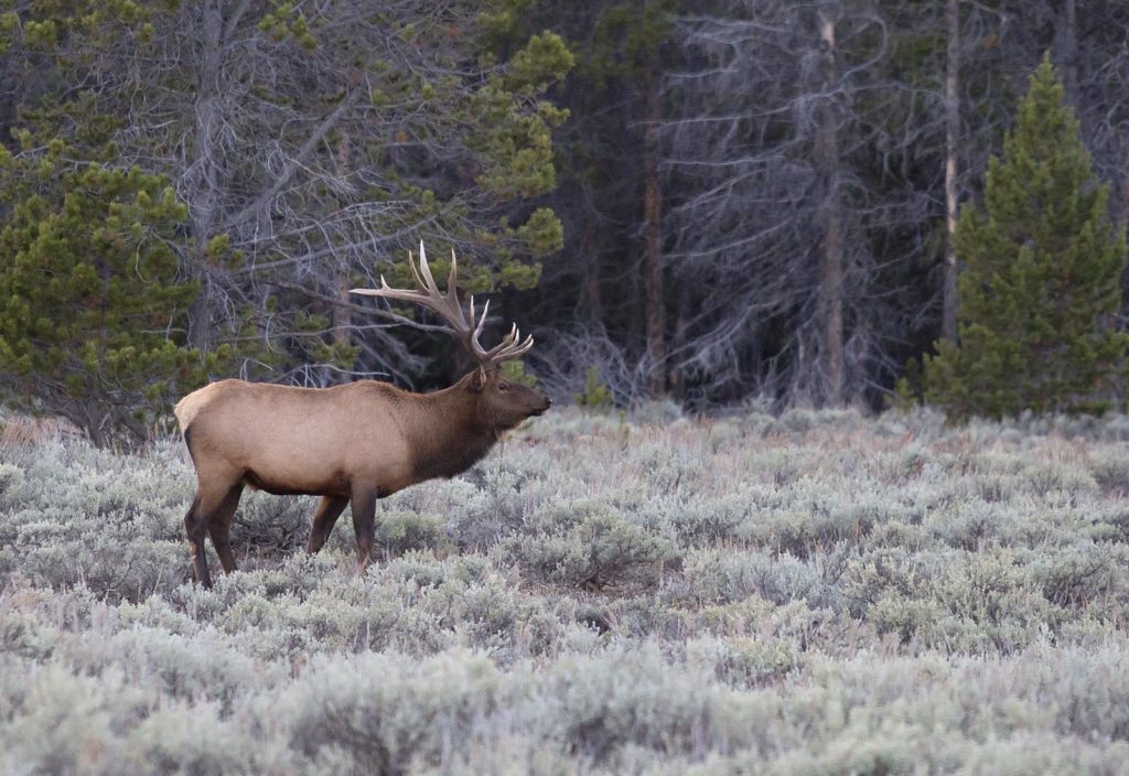 Exactly how does he walk through the woods with that rack?!