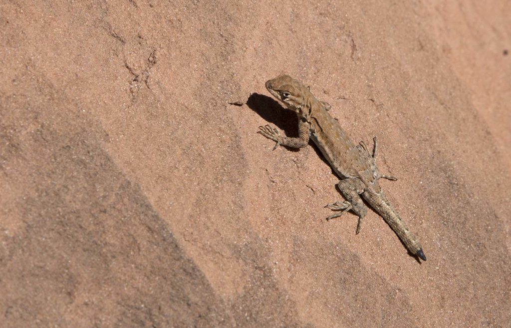 We saw lots of these little guys on the trail. This poor thing lost the tip of his tail to a predator, but escaped with his life!