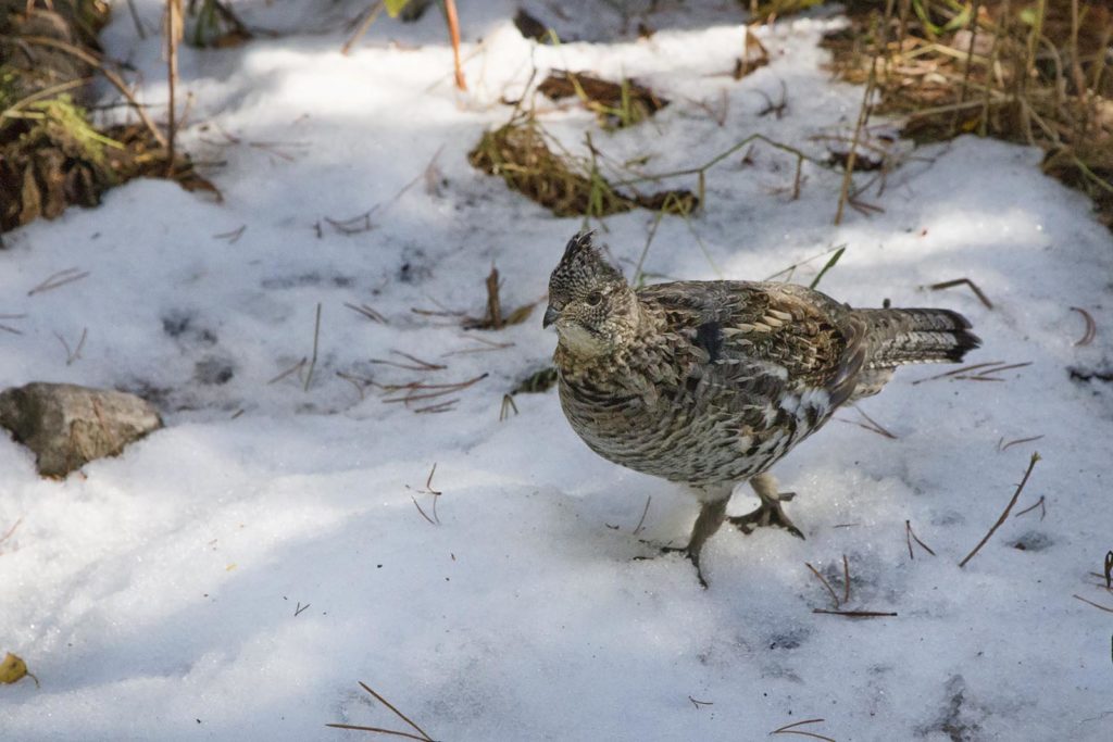 This was a pretty tame ruffed grouse. He had several friends. None of them seemed to care we were around.