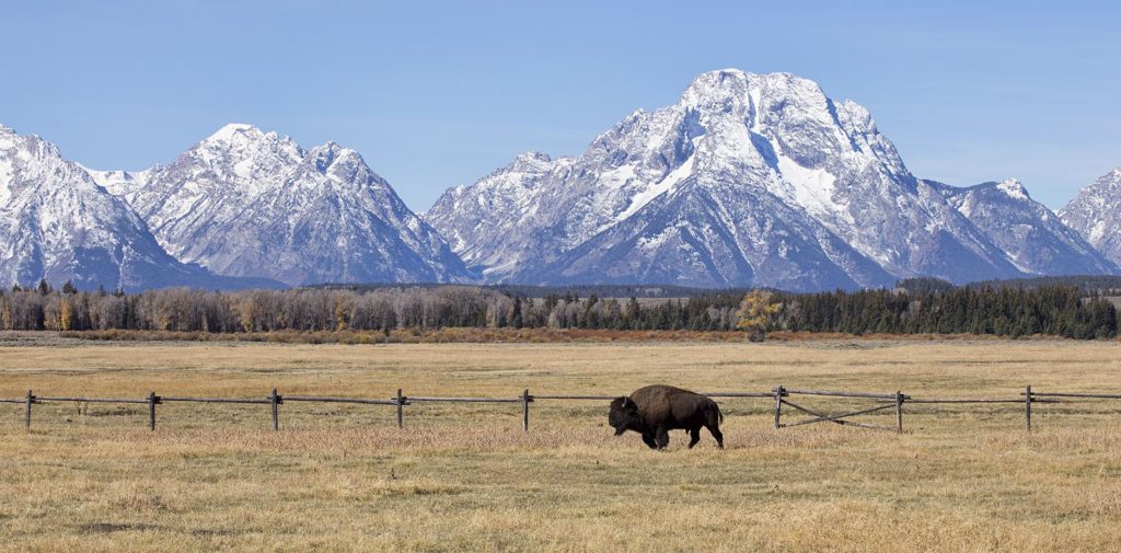 A bison we passed on our way out of the Tetons. 