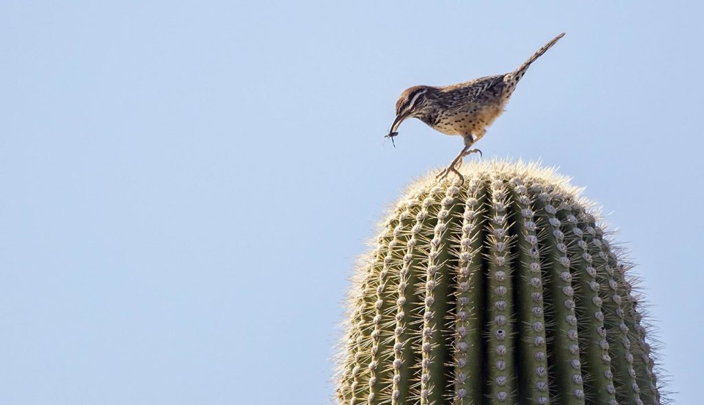 20161115_saguaro_bird1