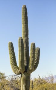 20161115_saguaro_cactus1