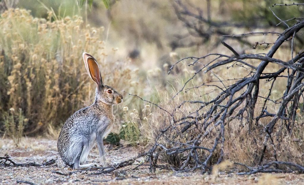 20161115_saguaro_jackrabbit