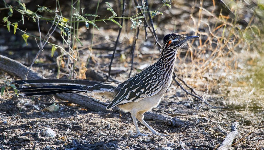 20161115_saguaro_roadrunner