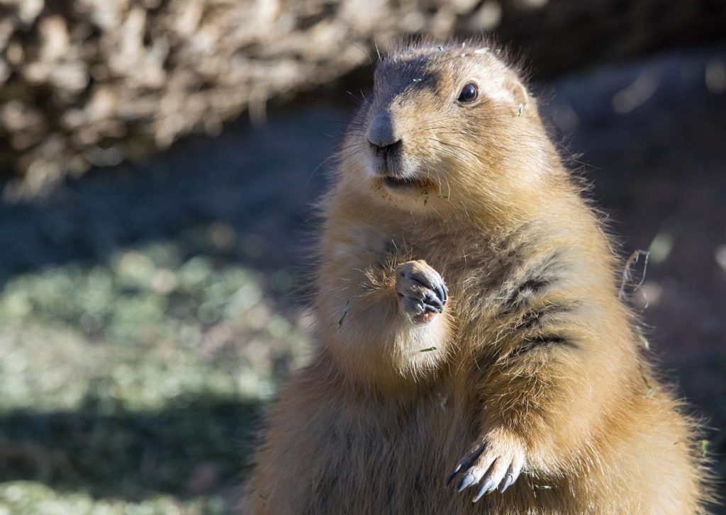 20161117_prairiedog