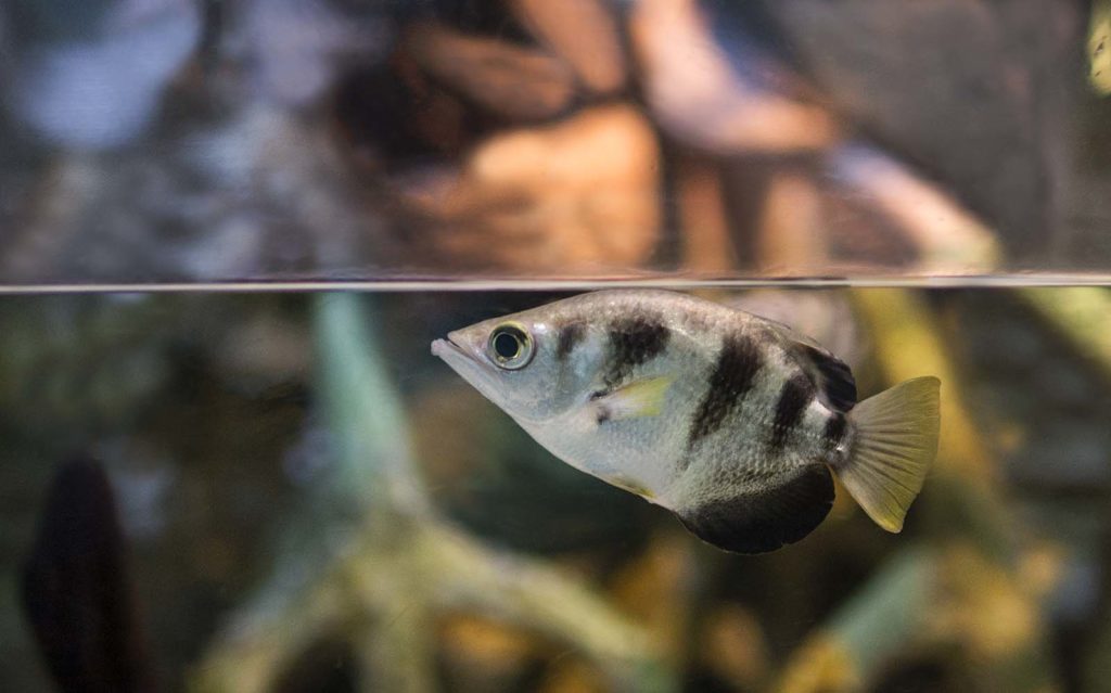 A banded archer fish waiting for prey to spit at.