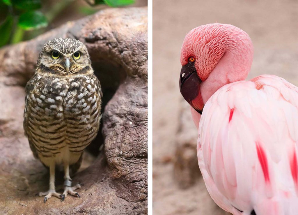 There is a great assortment of birds both in the bird house and in outdoor exhibits. We were greeted by this burrowing owl on the way out of the bird house. The flamingo was hanging with his friends in the flamingo pond.