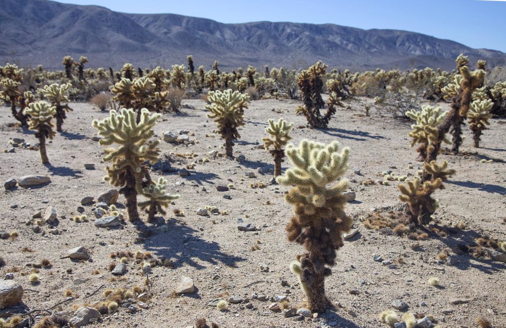 The chollas are dark on the bottom and light on top. Isn't this garden inviting?