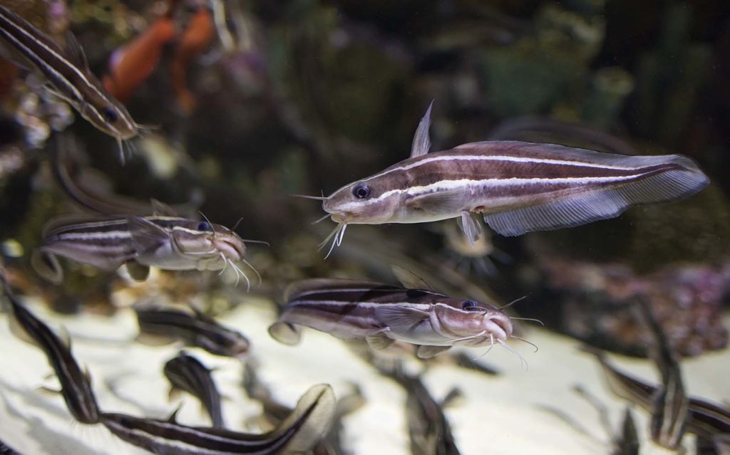 These eeltail catfish swam in unison.