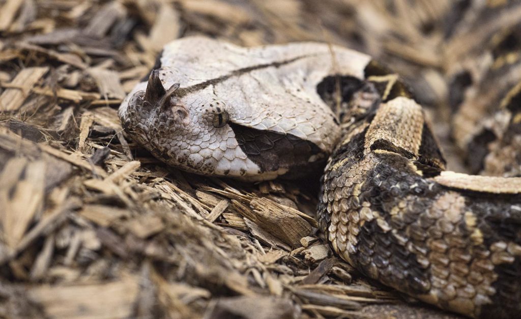 This gaboon viper was behind glass (thank goodness!). He was also awake and checking us out!