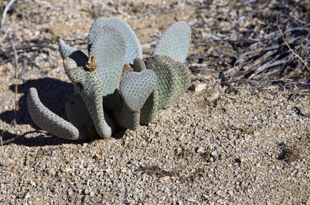 This cactus loves hikers...can you see how I know?