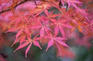 japanesemaple2w