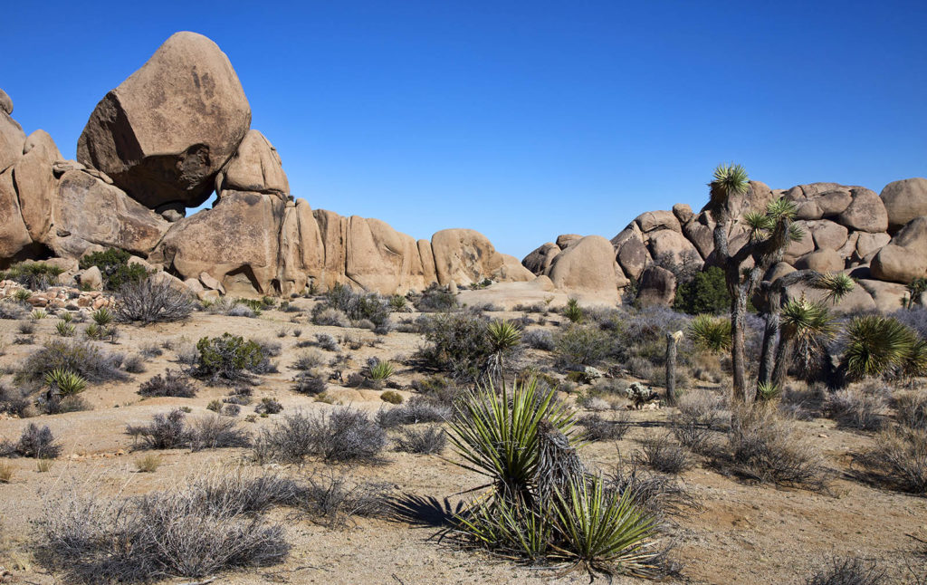 This area of Joshua has lots of what you see here: rocks, yucca, Joshua trees and sand.