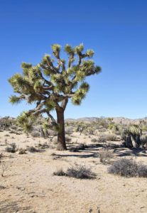 A wonderful Joshua tree specimen!