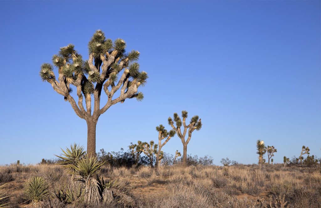 The iconic plants are not actually trees in the scientific sense, but relatives of agave plants (but no tequila!).