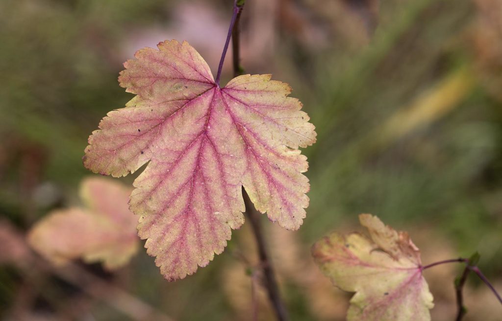 Autumn is still in full swing in the park. I loved the red veins of this leaf.