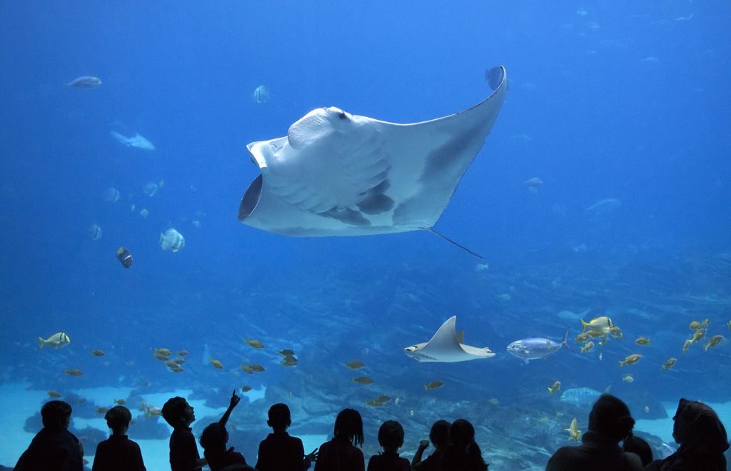 With a seven-foot fin span, manta rays are an incredible sight to behold.