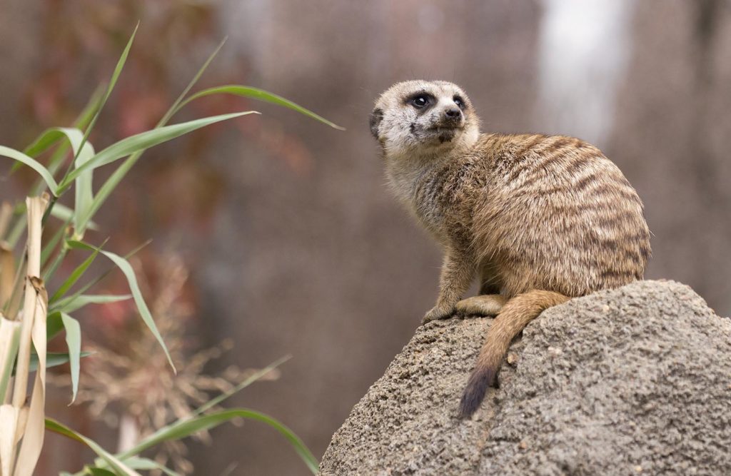 The meerkats were not only awake, but on high alert. This is the reaction they all had to every plane passing overhead (which happened every few minutes).