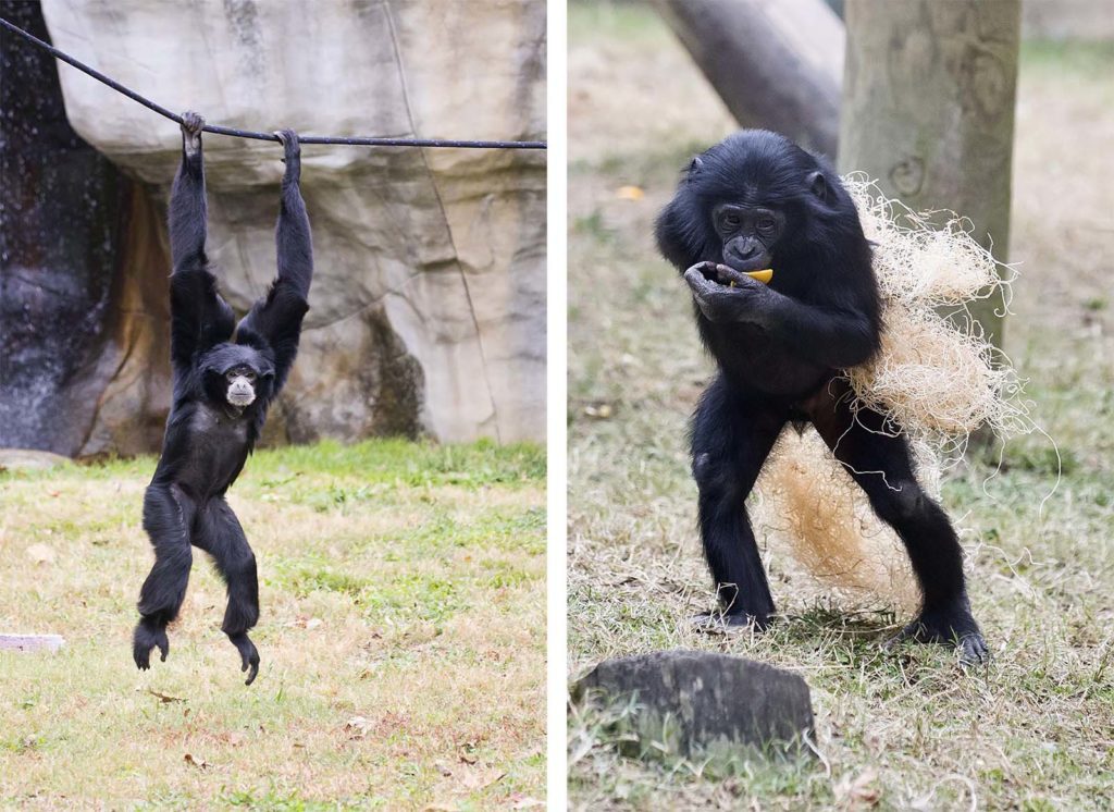 The siamang gibbon on the left started performing on the rope when we showed up. The young bonobo on the right was a troublemaker and wrestled a corn cob away from a baby seconds after this photo was taken.