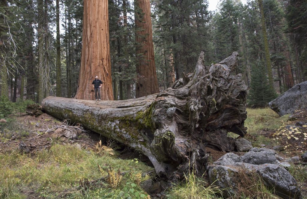 The root system of this tree was close to 10 feet in diameter.