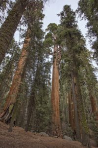 How could one not feel humbled looking up to such majestic 3,000-year-old living things?