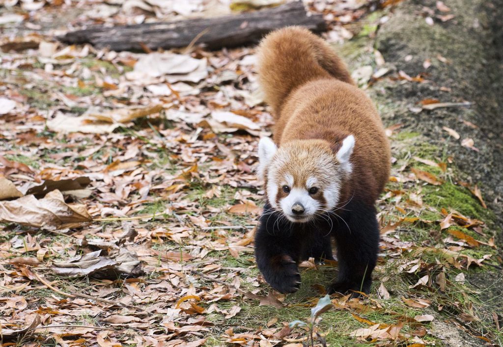 Who wouldn't want one of these in their house? It's a walking stuffed animal!