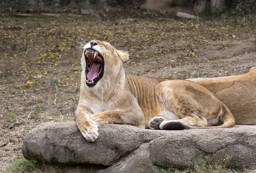 It's hard work being a lioness!