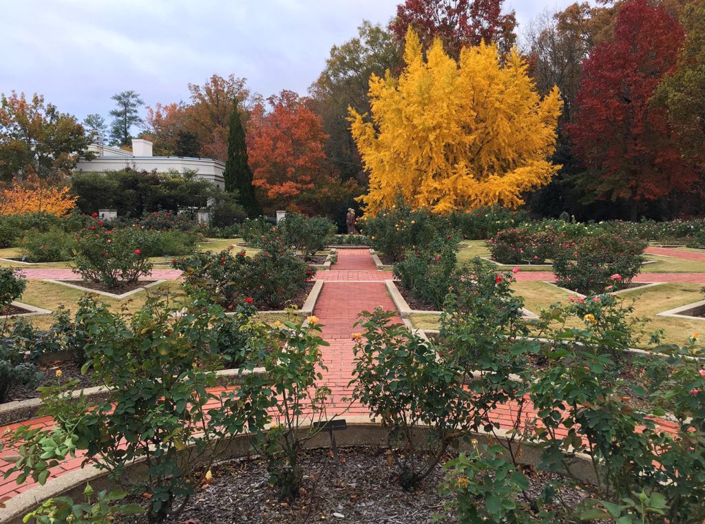 If you look closely, you can see lots of roses still on the bushes. Check out the fantastic yellow ginkgo in the background!