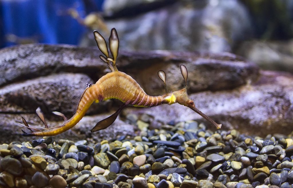 The sea dragons are always a favorite of mine. The aquarium had a beautiful collection. 