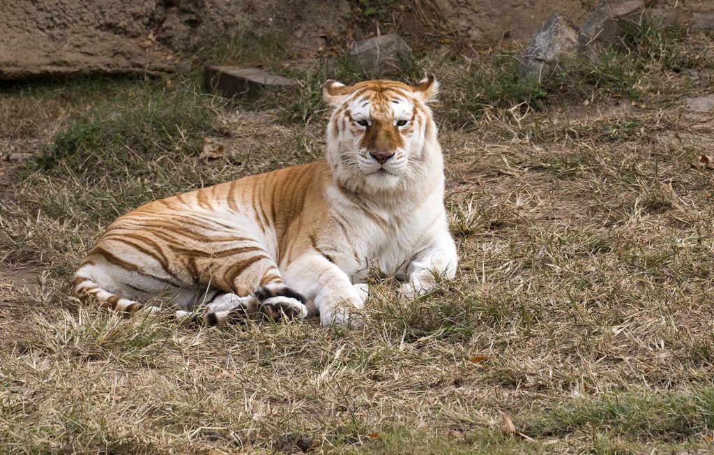 This gorgeous specimen has one white parent and one orange parent. She was stunning!