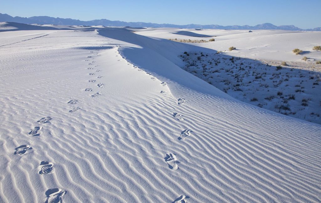 This is the scene for as far as you can see. The sand is occasionally dotted with grasses and yucca plants.