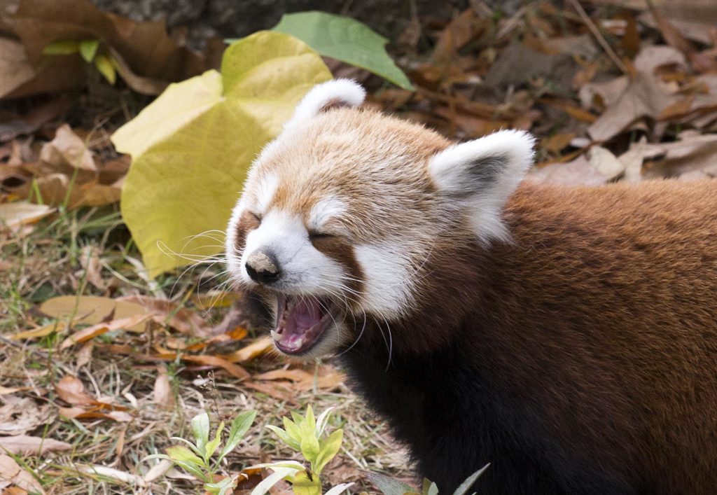 I couldn't resist another red panda photo. Makes me want to yawn, too!