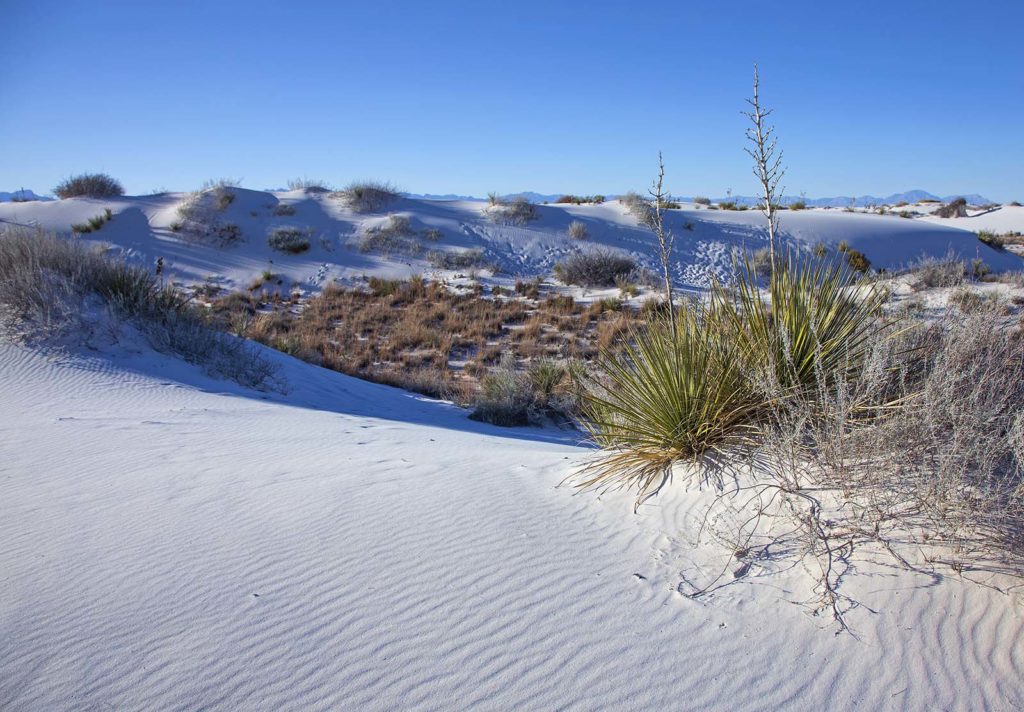 A view of the slightly more "bushy area" of the dunes. The yucca plants are on the right.