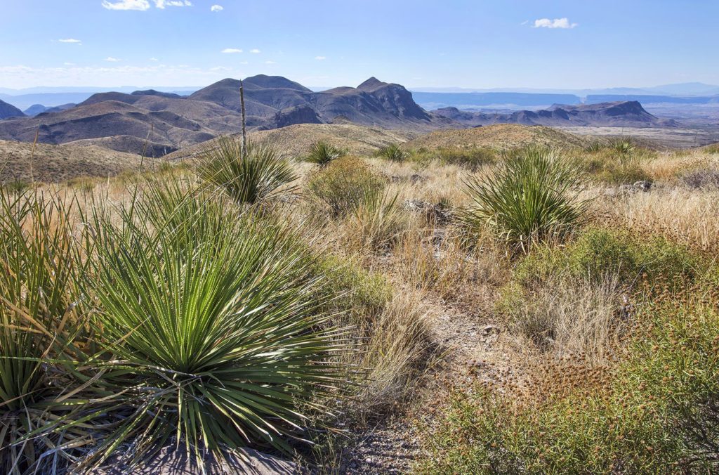 The green spiky plants you see here are closely related to the pineapple.