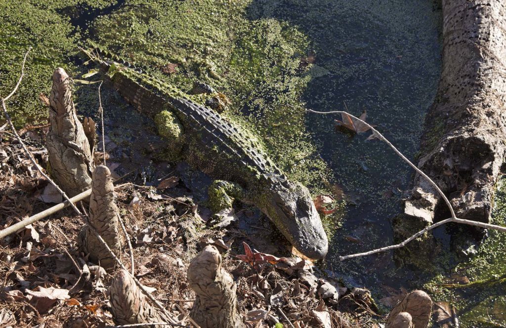 Spot the gator! He was about three feet from the edge of the path!