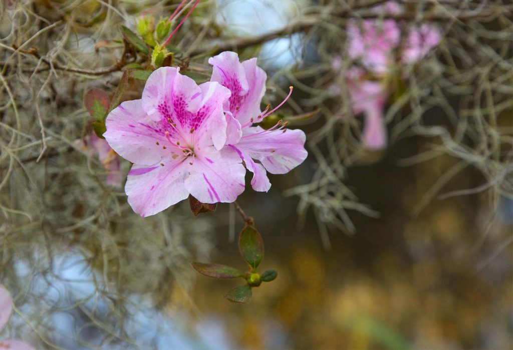 It is believed that Reverend John Grimke-Drayton introduced the first azaleas to the country. The plantation has a large garden dedicated to the colorful flowers.