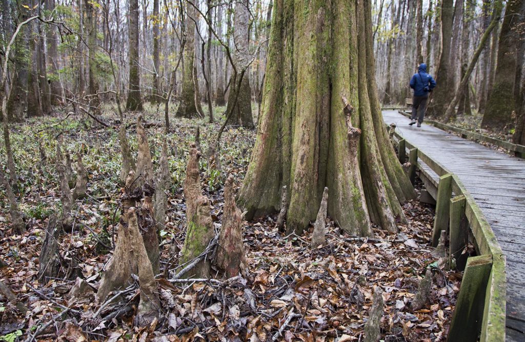 The bald cypress trees are easy to identify. Their trunk bottoms have buttresses for stability. They also have knobby "knees" that protrude from the forest floor. Both features can be seen here.