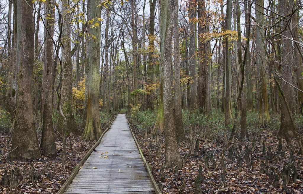 It was cool and damp, but the heavy rain held off for our hike. We were fortunate to glimpse some leftover autumnal foliage along the path.