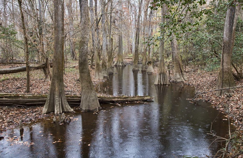 Tupelos and bald cypresses bidding us good-bye in the gentle rain. 