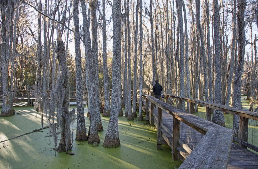 Billy walking along one of the boardwalks. We were on the lookout for alligators and the elusive marsh rabbits!